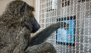 Monkeys Understand Shapes in Almost the Same Way as Humans