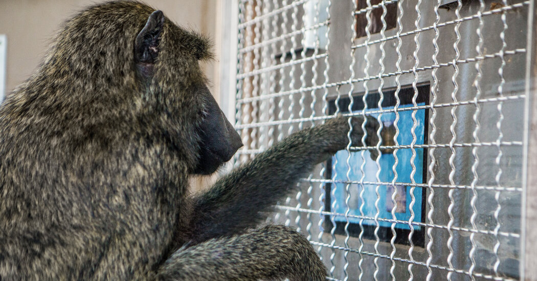 Monkeys Understand Shapes in Almost the Same Way as Humans