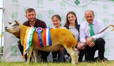 Beltex Sheep take all-Ireland titles back to Donegal