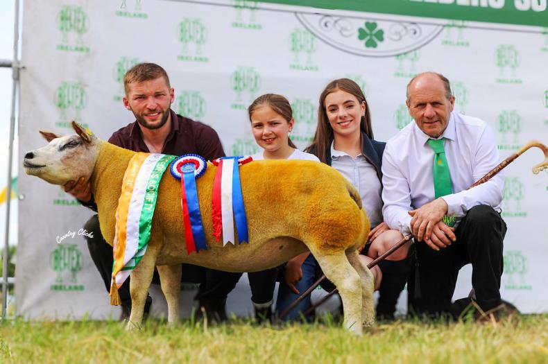 Beltex Sheep take all-Ireland titles back to Donegal