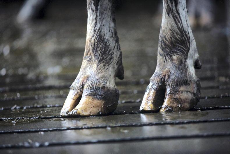 Cattle euthanised on farm in west of Ireland