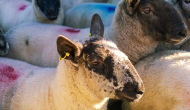 Weighing up the merits of bluetongue vaccination