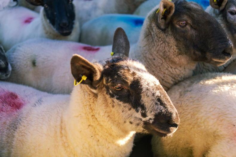 Weighing up the merits of bluetongue vaccination