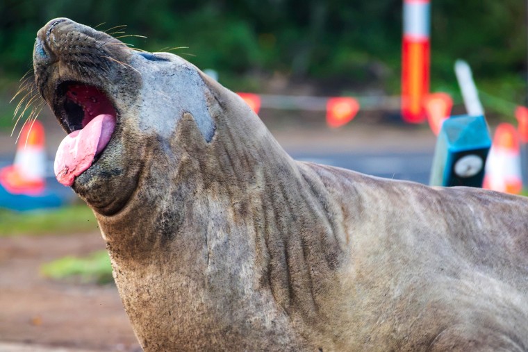 Australia Neil the Seal