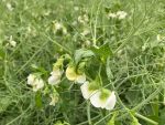 peas