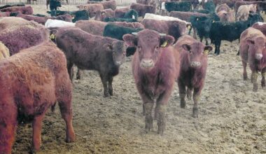 Heifer retention this fall to boost yearling prices