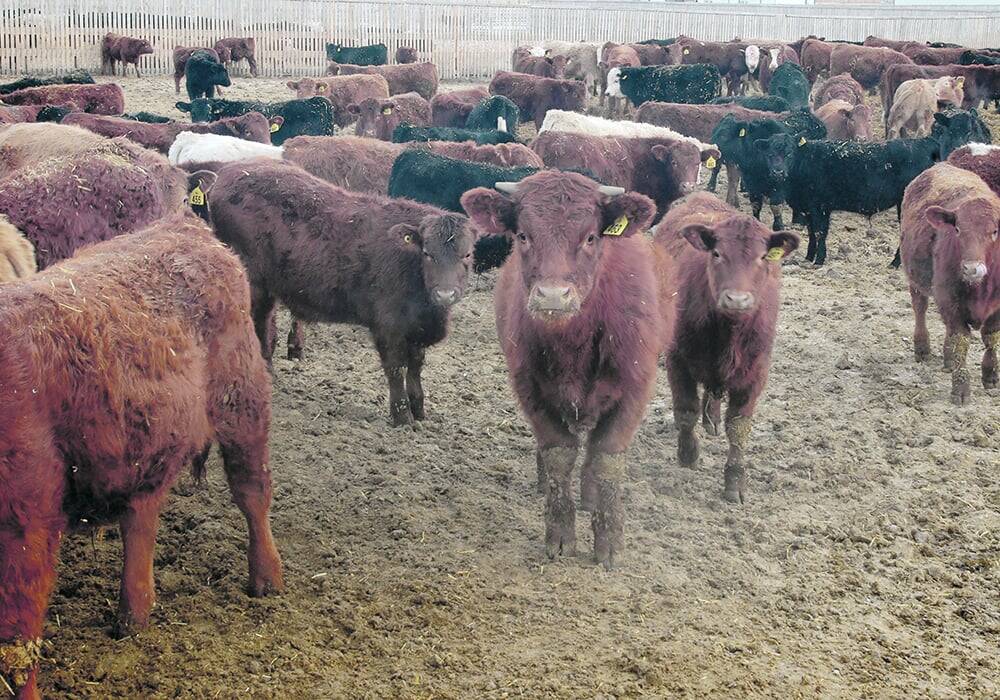 Heifer retention this fall to boost yearling prices