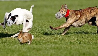 Bill to ban hare coursing overwhelmingly defeated by 125 votes to 24 – The Irish Times