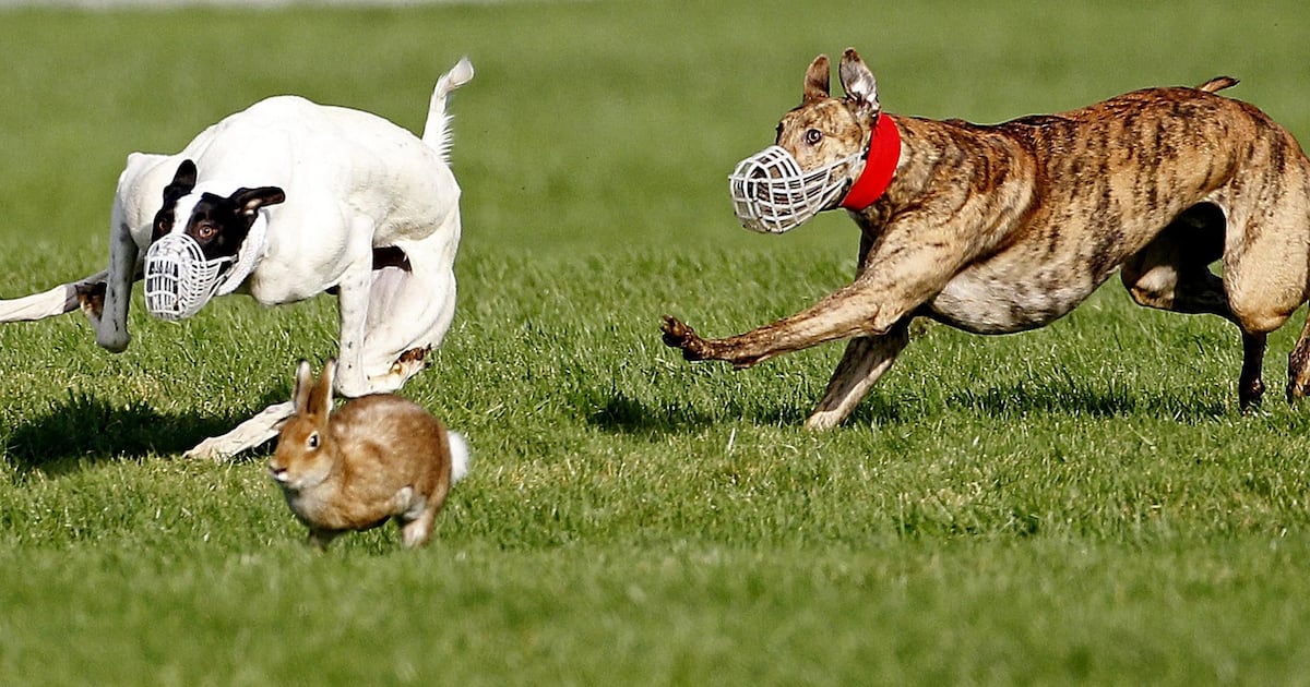 Bill to ban hare coursing overwhelmingly defeated by 125 votes to 24 – The Irish Times