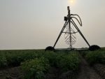 Potato crop under irrigation at Elie, Manitoba. Photo: Greg Berg