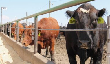 Limited volumes lift Prairie feeder cattle market
