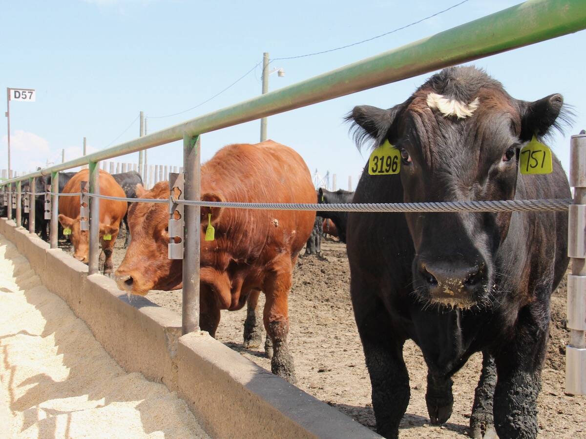 Limited volumes lift Prairie feeder cattle market