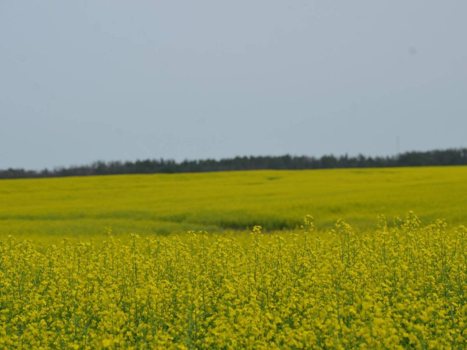 A canola field in full bloom north of Stettler, Alta.