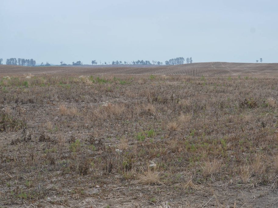 An unplanted field east of Rama, Sask.