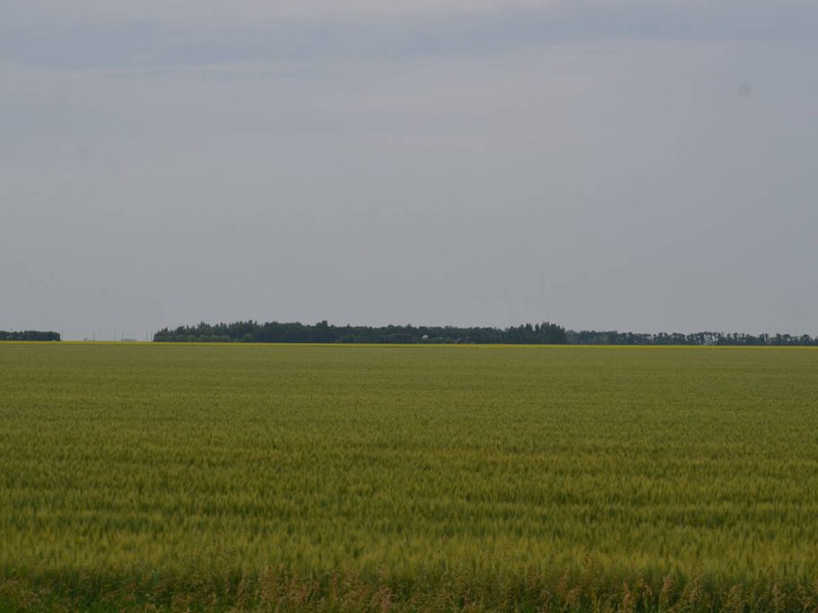 A wheat field west of Morris, Man.