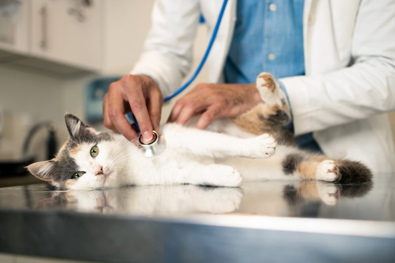 “The level of care that owners are looking for for their pets has skyrocketed,” he says. . Photograph: iStock