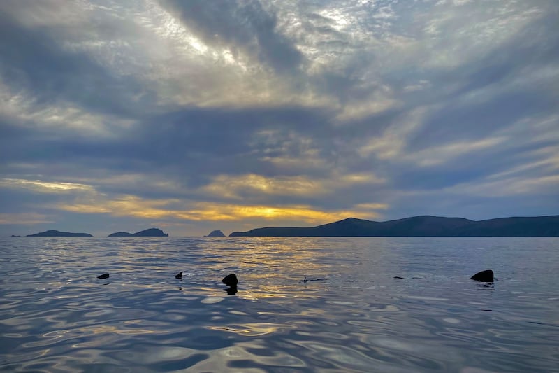 A large aggregation of basking sharks seen swimming just beneath the surface near Ventry, Co Kerry. Photograph: Nick Massett