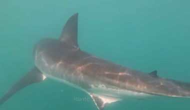 Video shows "well fed" great white shark eating whale off Rhode Island