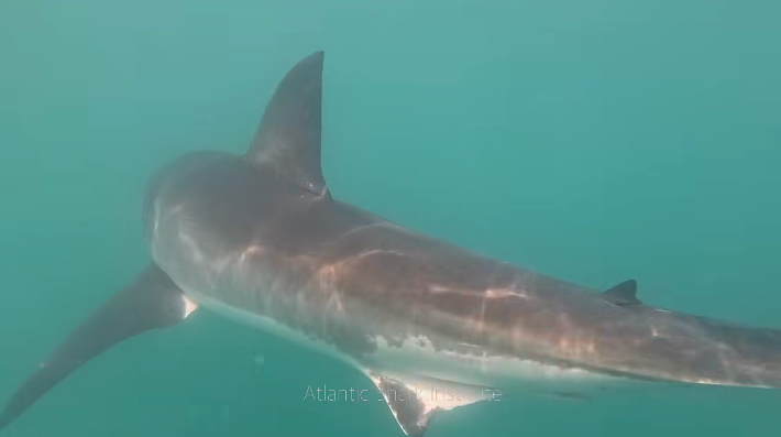 Video shows "well fed" great white shark eating whale off Rhode Island