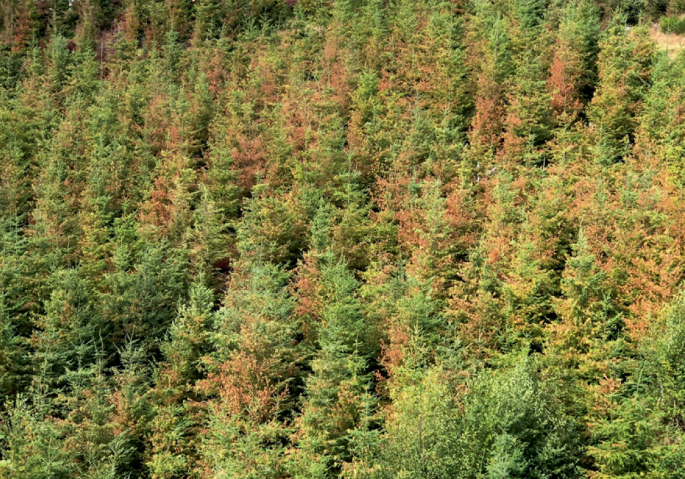 Extreme heat and the limits of tree and forest resilience