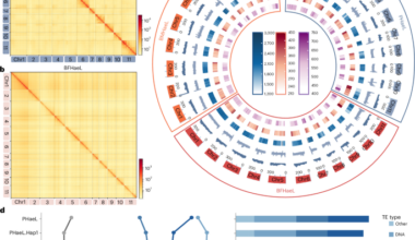 Genomic and evolutionary basis of parthenogenesis in a disease-vector tick species