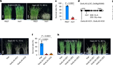 Heat-triggered phospholipid flipping stabilizes plasma membrane fluidity