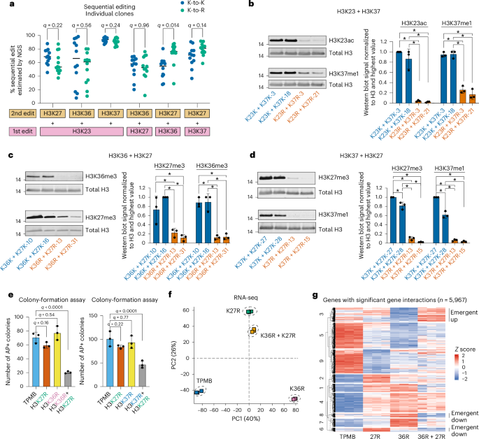 Fig. 8: Combinatorial H3 lysine mutations reveal functional crosstalk.