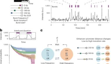 The genomic position of an enhancer modulates bursting dynamics of the cognate promoter