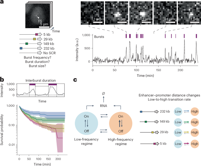 The genomic position of an enhancer modulates bursting dynamics of the cognate promoter
