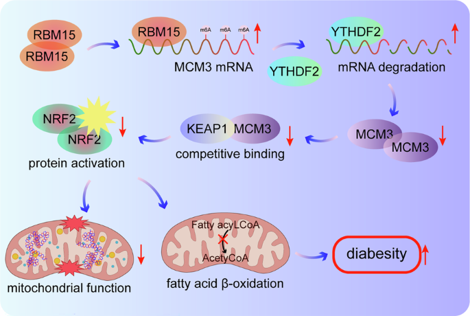 RBM15 impairs Hepatic Mitochondria and β-Oxidation through m6A-dependent degradation of MCM3 mRNA