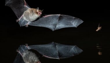 Canadian boy dies of rabies after waking to find bat on his face – The Irish Times