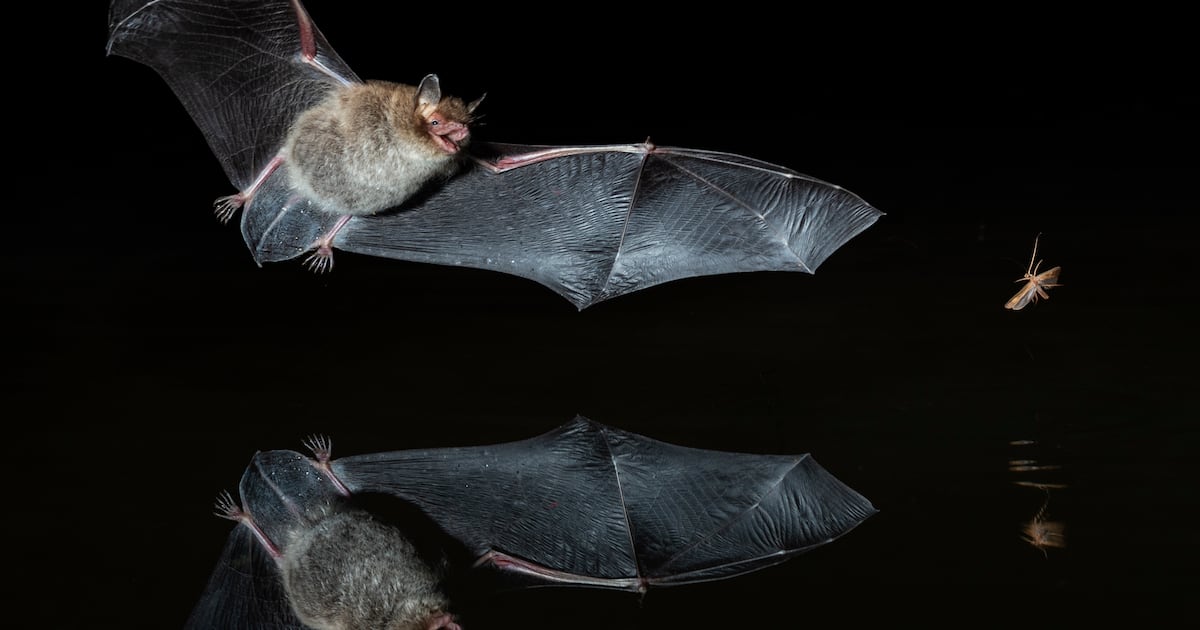 Canadian boy dies of rabies after waking to find bat on his face – The Irish Times