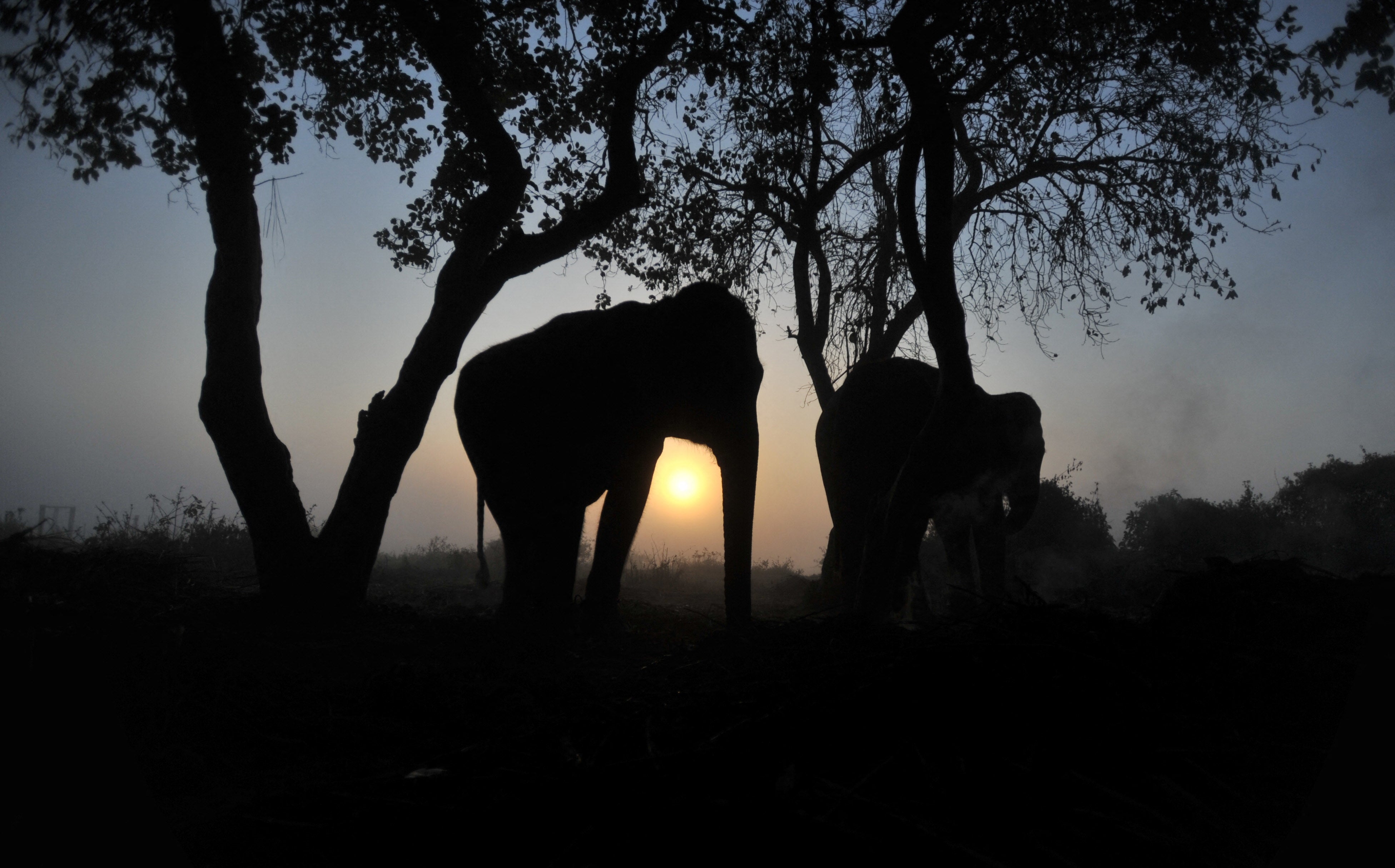 Representative. An elephant rests under a tree at Sauraha in Chitwan, some 150 kms southwest of Kathmandu, Nepal
