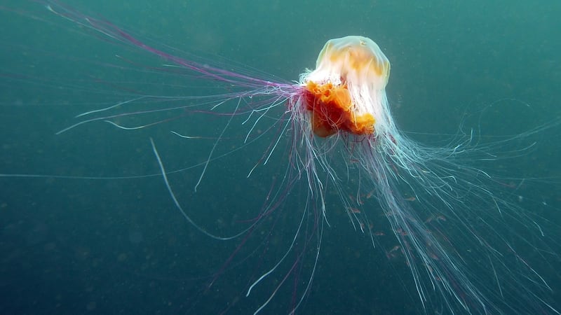 A lion’s mane jellyfish. Photograph: Dan Kitwood/Getty Images