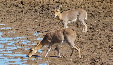 50,000-year-old DNA from South African antelope rewrites limits of ancient DNA preservation