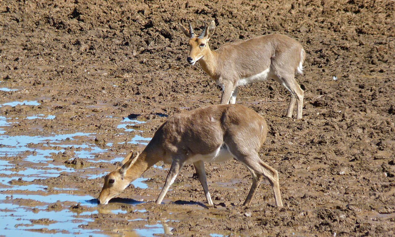 50,000-year-old DNA from South African antelope rewrites limits of ancient DNA preservation