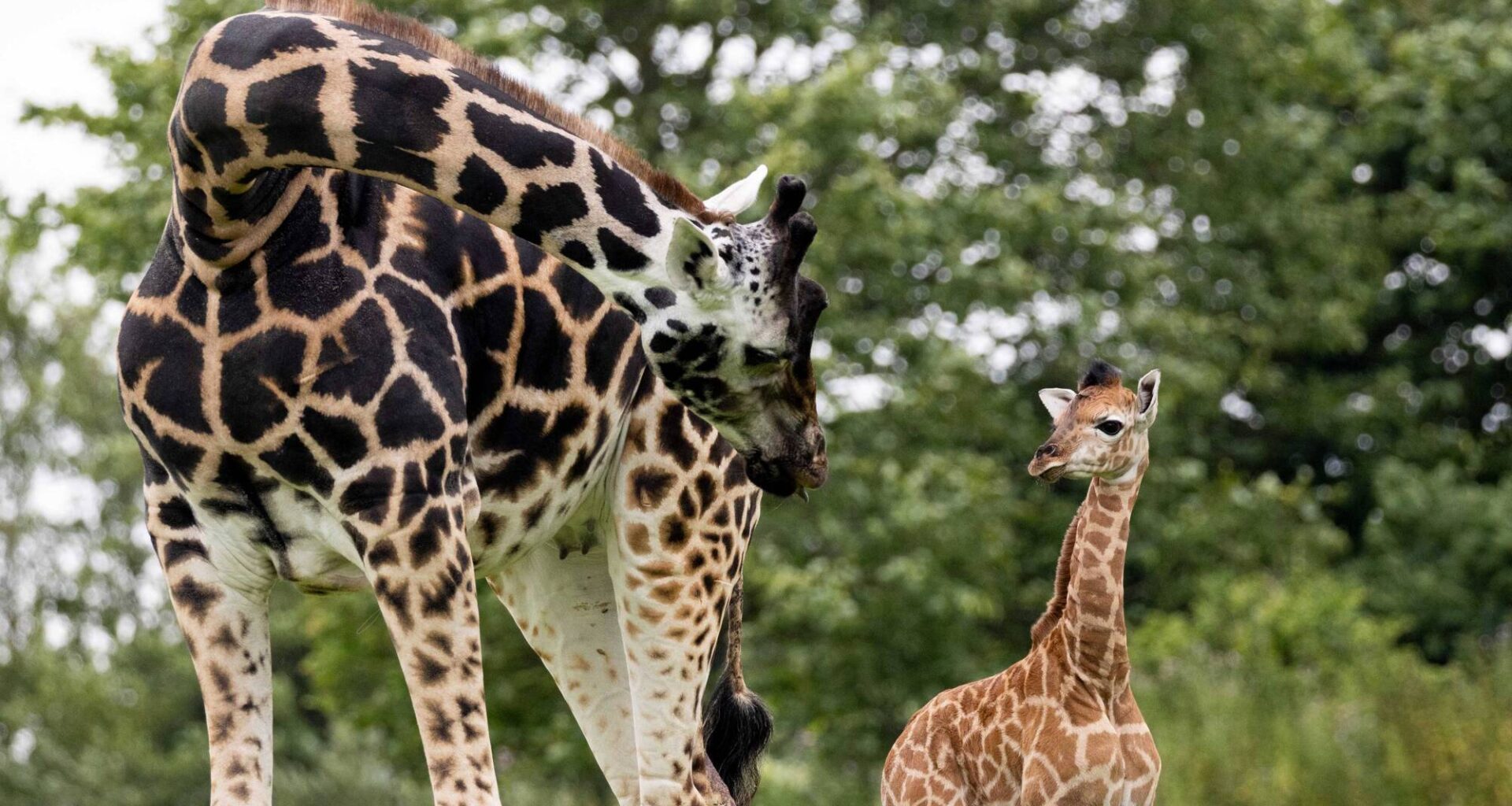 Fota Wildlife Park celebrates birth of 6ft giraffe