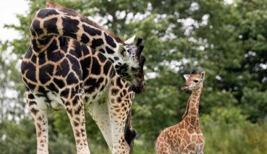 Fota Wildlife Park celebrates birth of 6ft giraffe