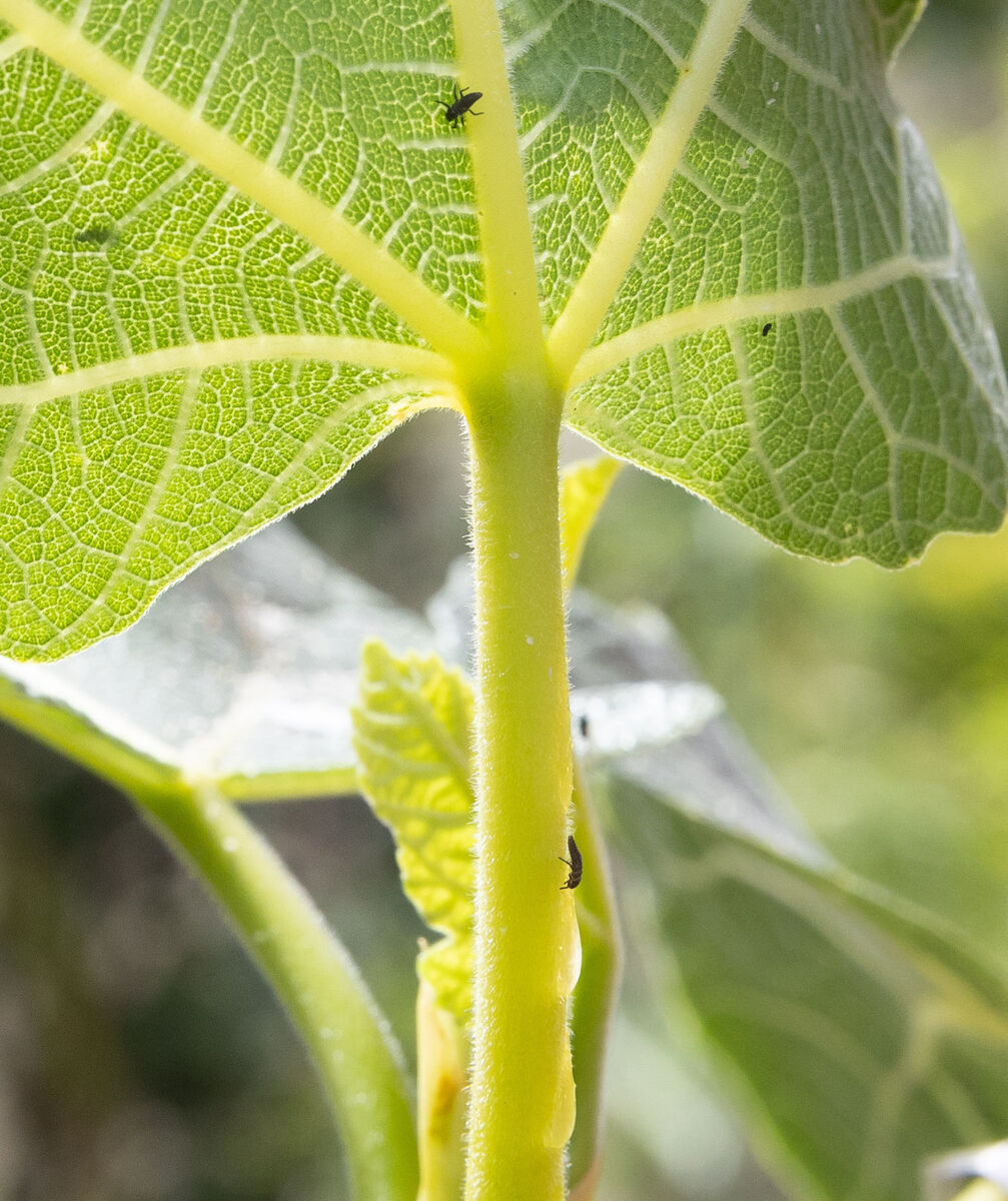 'Over the course of the cycle between being a larva and an adult, a single ladybird could eat 80,000 aphids, which is a phenomenal amount.' 