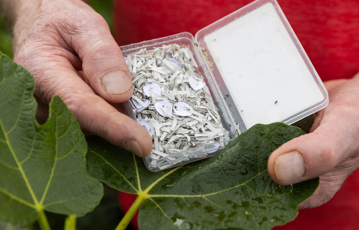 'You’ll see them in the container when you get them, but you won't be able to see them growing. What you will notice is that over time, the population of ladybirds in your garden will increase.'