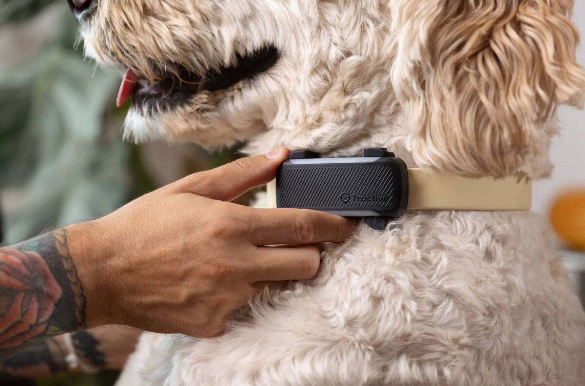 Trackers such as Tractive with health monitoring offer recordable data on sleeping/activity/barking and even scratching, 24/7. Changes in behaviour over time can indicate a health issue that requires your attention. 