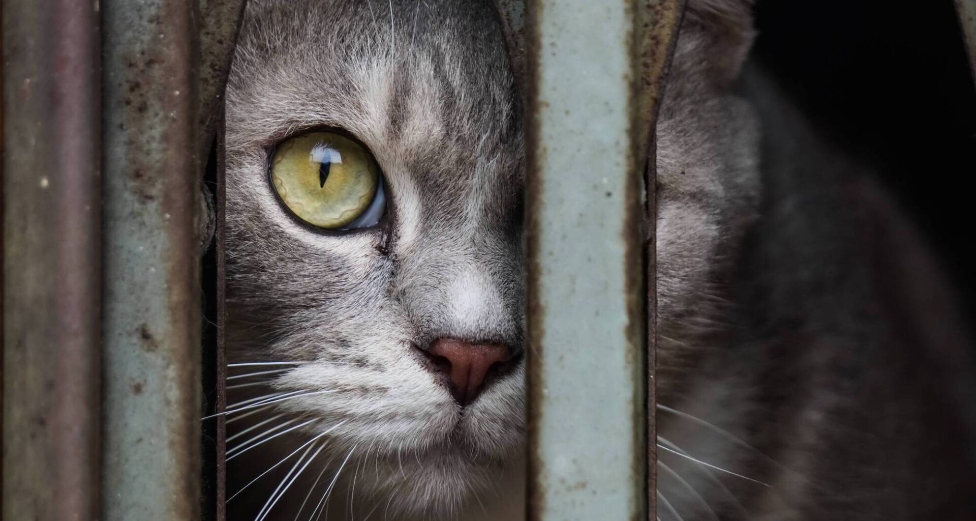 Cats rarely get lost. The real issue is that most missing cats (80%) are often stuck in places like garages, sheds or locked houses, unable to escape on their own. File pictures