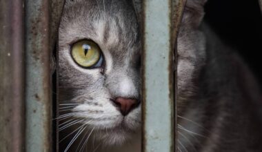 Cats rarely get lost. The real issue is that most missing cats (80%) are often stuck in places like garages, sheds or locked houses, unable to escape on their own. File pictures