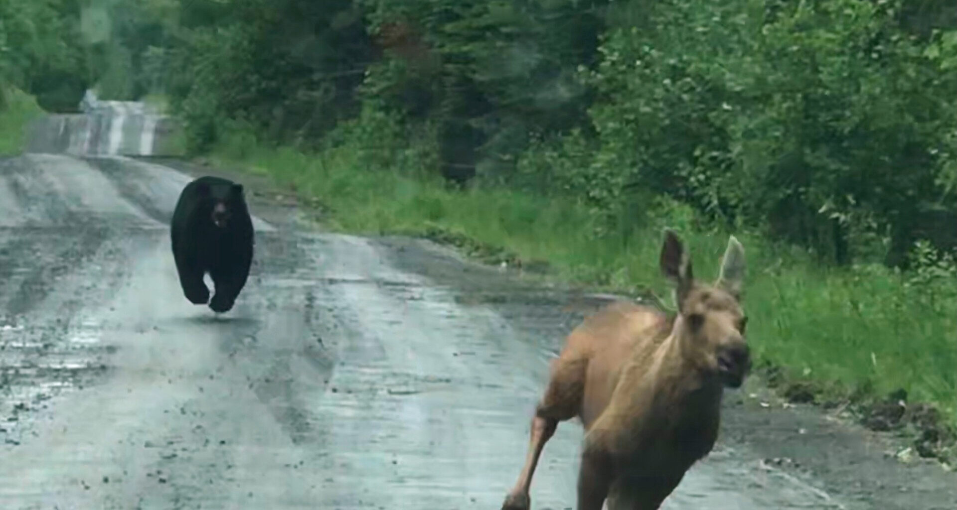 The bear chased the moose calf down the road (Elvia J Malcolm via AP)