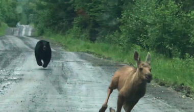 The bear chased the moose calf down the road (Elvia J Malcolm via AP)