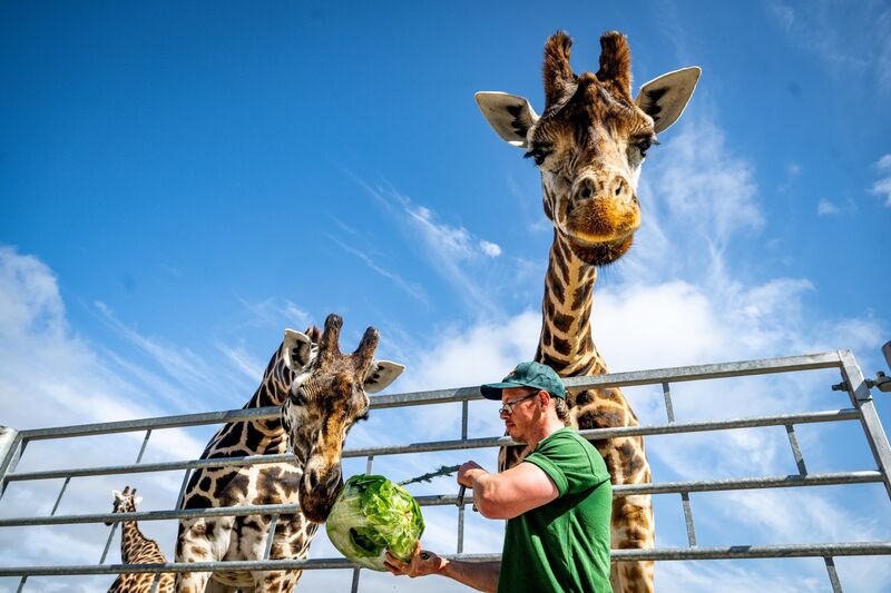 Liam McConville, senior ranger at Fota Wildlife Park, feeds the giraffes frozen cubes of their favourite treats to help keep them cool during the current heatwave Pictures: Chani Anderson