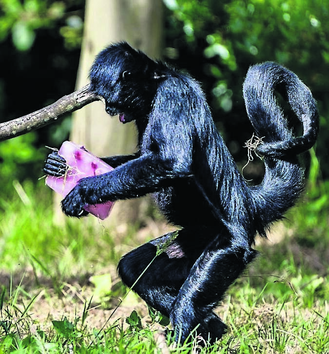 Spider monkeys enjoy homemade, sugar-free ice lollies, made from their favourite fruits, as zookeepers help keep the animals cool during the current heatwave at Fota Wildlife Park