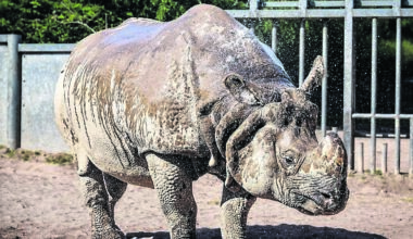 Majority of animals in Cork's Fota Wildlife Park ‘pretty keen on the good weather’
