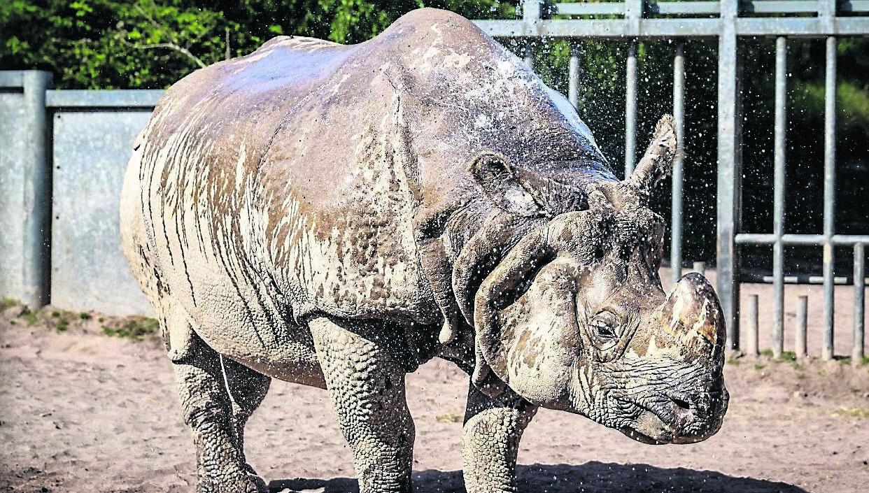 Majority of animals in Cork's Fota Wildlife Park ‘pretty keen on the good weather’