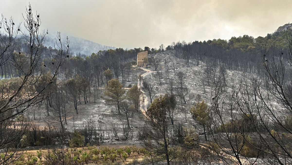 A house stands in the middle of burned trees during France's biggest wildfire last summer, near Durban-Corbieres, southern France. Picture: AP